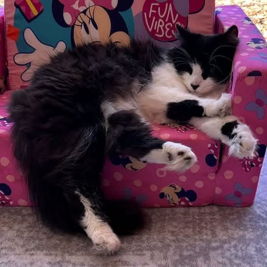 Boston - Domestic Medium Hair cat available for adoption at Perth Rescue Angels in Perth