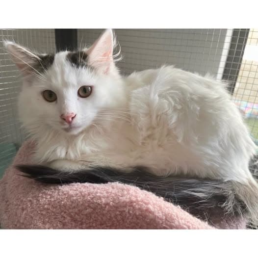Custard - Domestic Medium Hair cat available for adoption at Perth Rescue Angels in Perth
