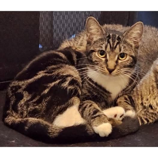 Pickle - Domestic Shorthair cat available for adoption at Perth Rescue Angels in Perth