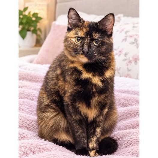 Autumn - Domestic Shorthair cat available for adoption at Perth Rescue Angels in Perth