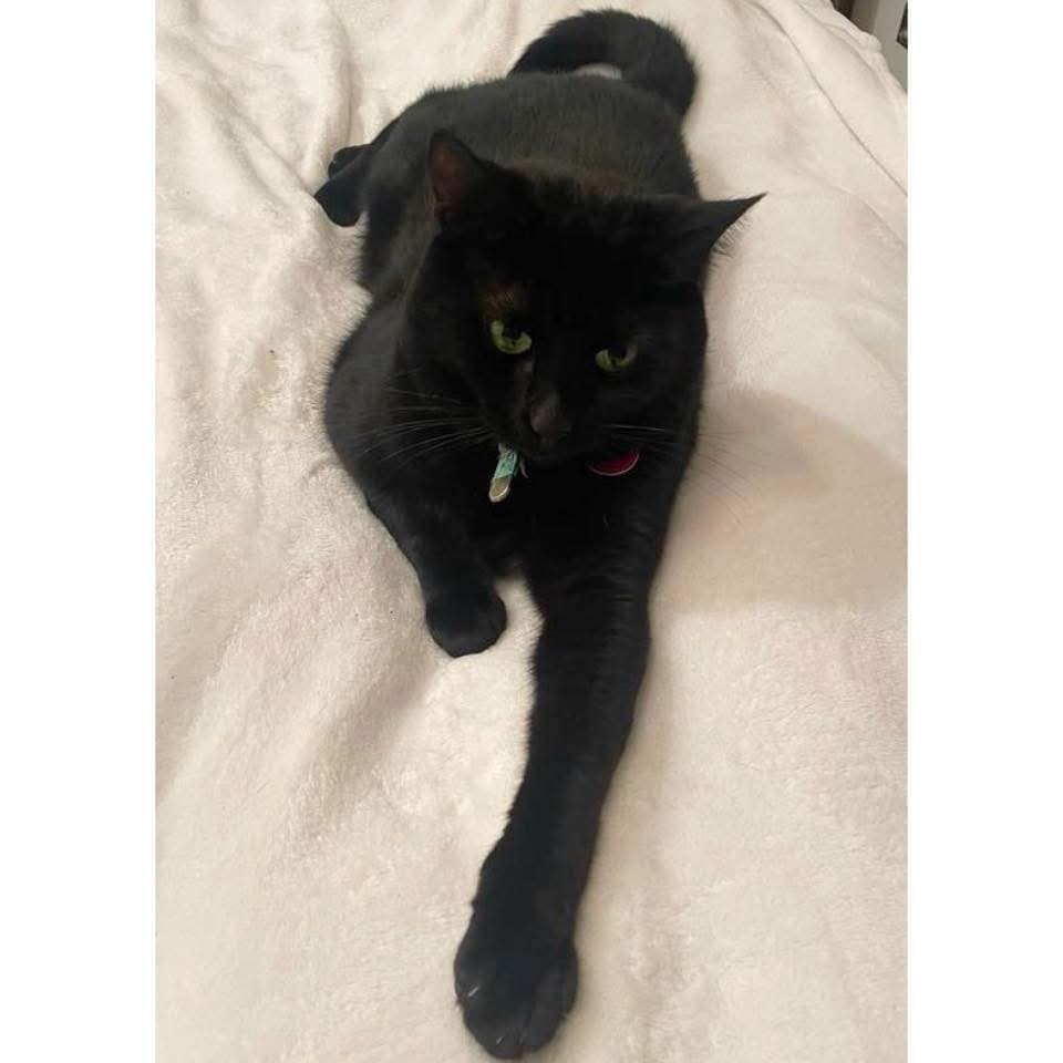 Dusk - Domestic Shorthair cat available for adoption at Perth Rescue Angels in Perth