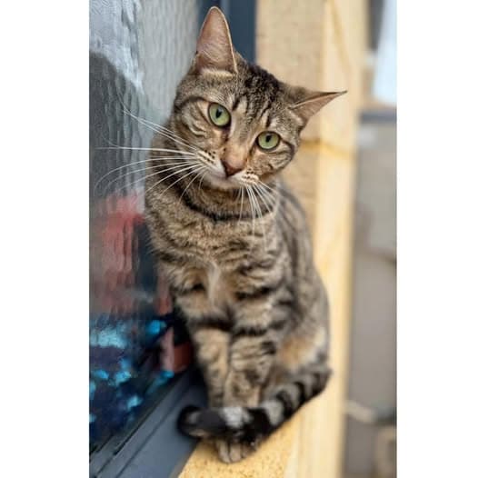 Apple Pie - Domestic Shorthair cat available for adoption at Perth Rescue Angels in Perth