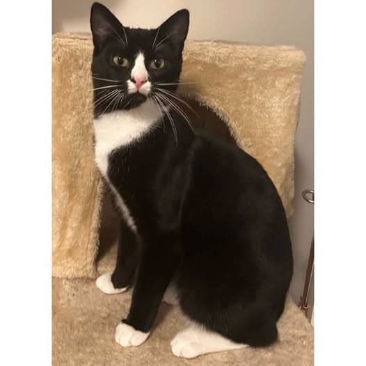 Penne - Domestic Shorthair cat available for adoption at Perth Rescue Angels in Perth