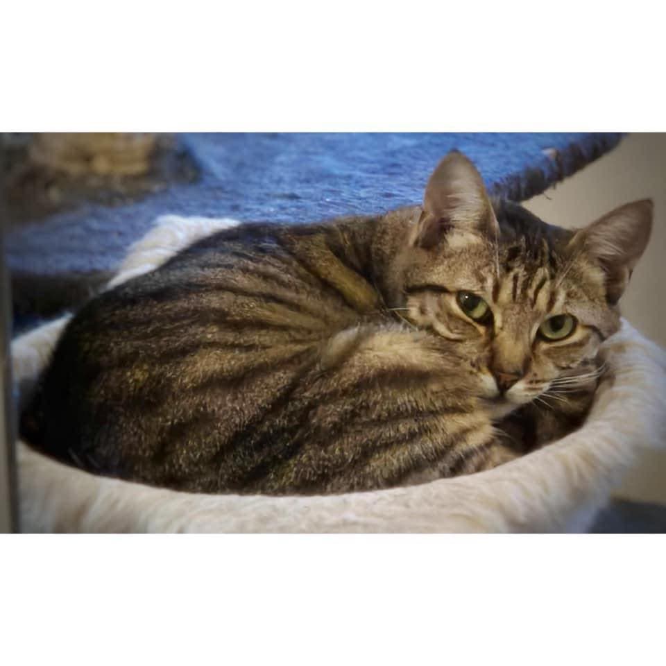 Zelda - Domestic Shorthair cat available for adoption at Perth Rescue Angels in Perth
