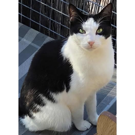 Hansel - Domestic Shorthair cat available for adoption at Perth Rescue Angels in Perth