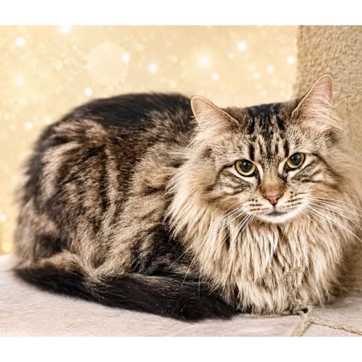 Mumma Duck - Domestic Medium Hair cat available for adoption at Perth Rescue Angels in Perth