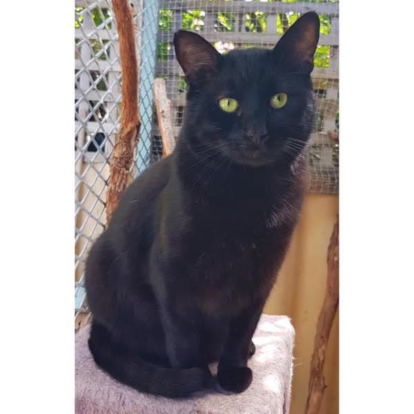 Bronx - Domestic Shorthair cat available for adoption at Perth Rescue Angels in Perth