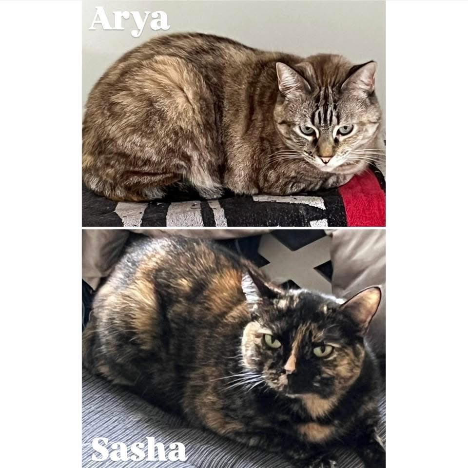 Sasha & Arya - Domestic Shorthair cat available for adoption at Perth Rescue Angels in Perth