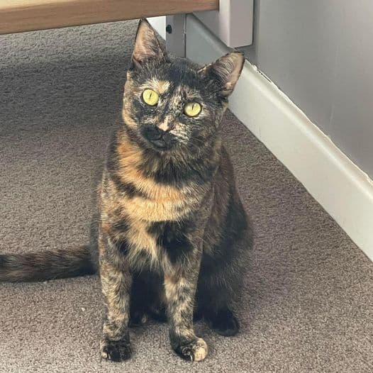 Tilly - Domestic Shorthair cat available for adoption at Perth Rescue Angels in Perth