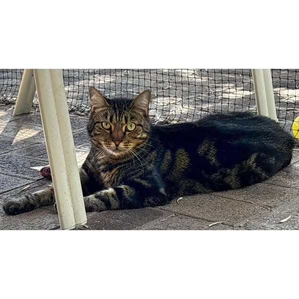 Buffy - Domestic Shorthair cat available for adoption at Perth Rescue Angels in Perth