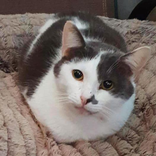 Vinnie - Domestic Shorthair cat available for adoption at Perth Rescue Angels in Perth