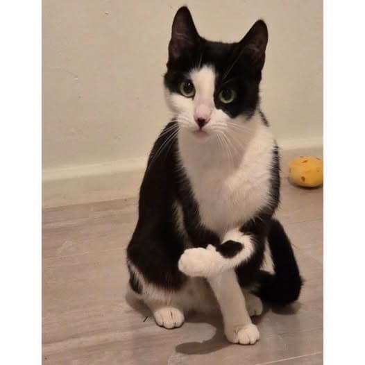 Freya - Domestic Shorthair cat available for adoption at Perth Rescue Angels in Perth
