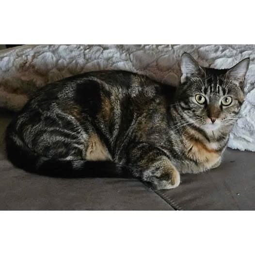 Chelsea - Domestic Shorthair cat available for adoption at Perth Rescue Angels in Perth