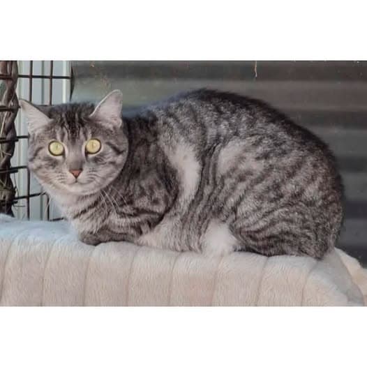 Portia - Domestic Shorthair cat available for adoption at Perth Rescue Angels in Perth
