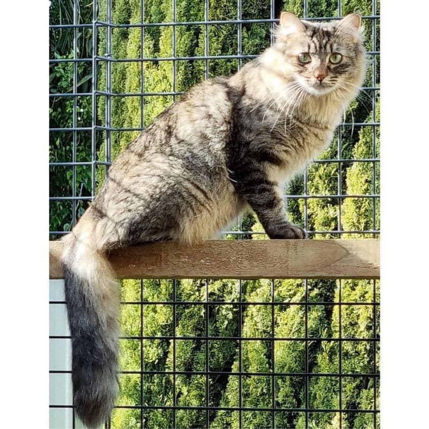 Lizzy - Domestic Medium Hair cat available for adoption at Perth Rescue Angels in Perth