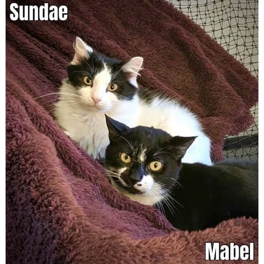 Mabel & Sundae - Domestic Shorthair cat available for adoption at Perth Rescue Angels in Perth