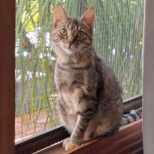 Trinity - Domestic Shorthair cat available for adoption at Perth Rescue Angels in Perth
