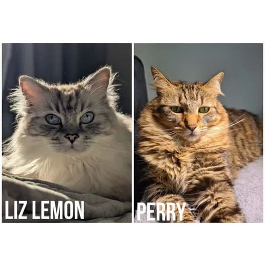 Liz Lemon & Perry - Ragdoll Cross cat available for adoption at Perth Rescue Angels in Perth