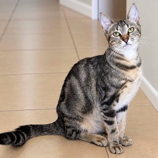 Nova - Domestic Shorthair cat available for adoption at Perth Rescue Angels in Perth