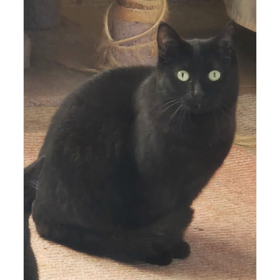 Emerald - Domestic Shorthair cat available for adoption at Perth Rescue Angels in Perth