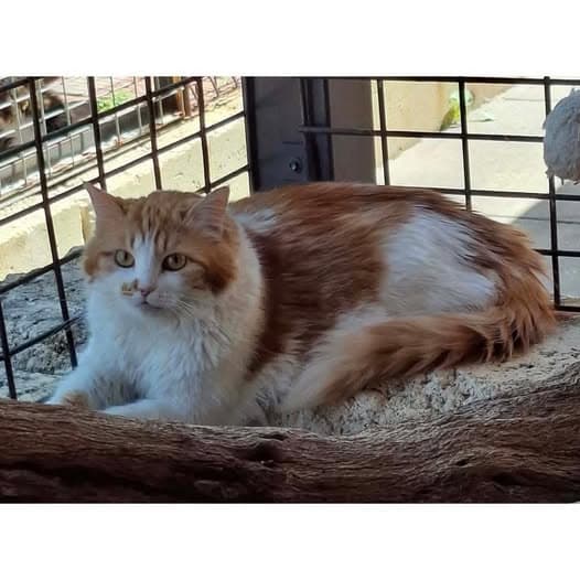Molly - Domestic Longhair cat available for adoption at Perth Rescue Angels in Perth