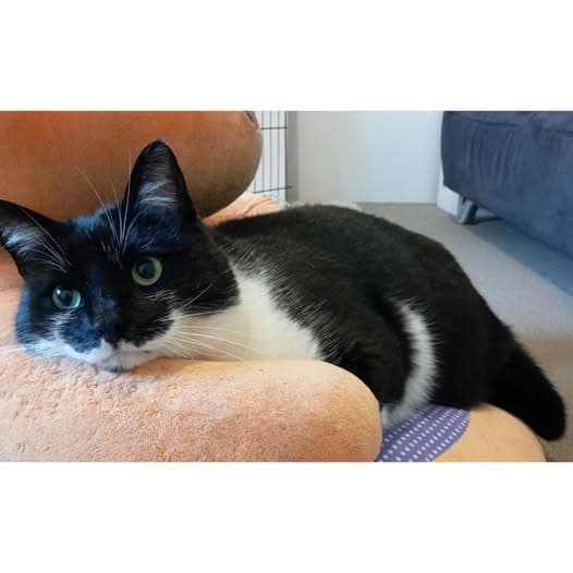 Tommy - Domestic Shorthair cat available for adoption at Perth Rescue Angels in Perth