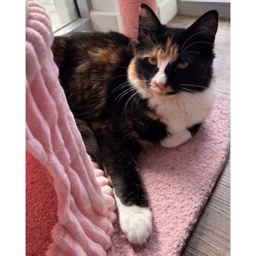 Kehlani - Domestic Shorthair cat available for adoption at Perth Rescue Angels in Perth