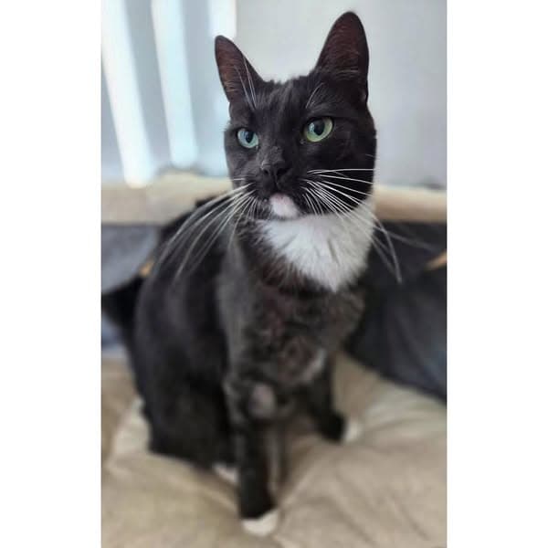Lin-Lin - Domestic Shorthair cat available for adoption at Perth Rescue Angels in Perth