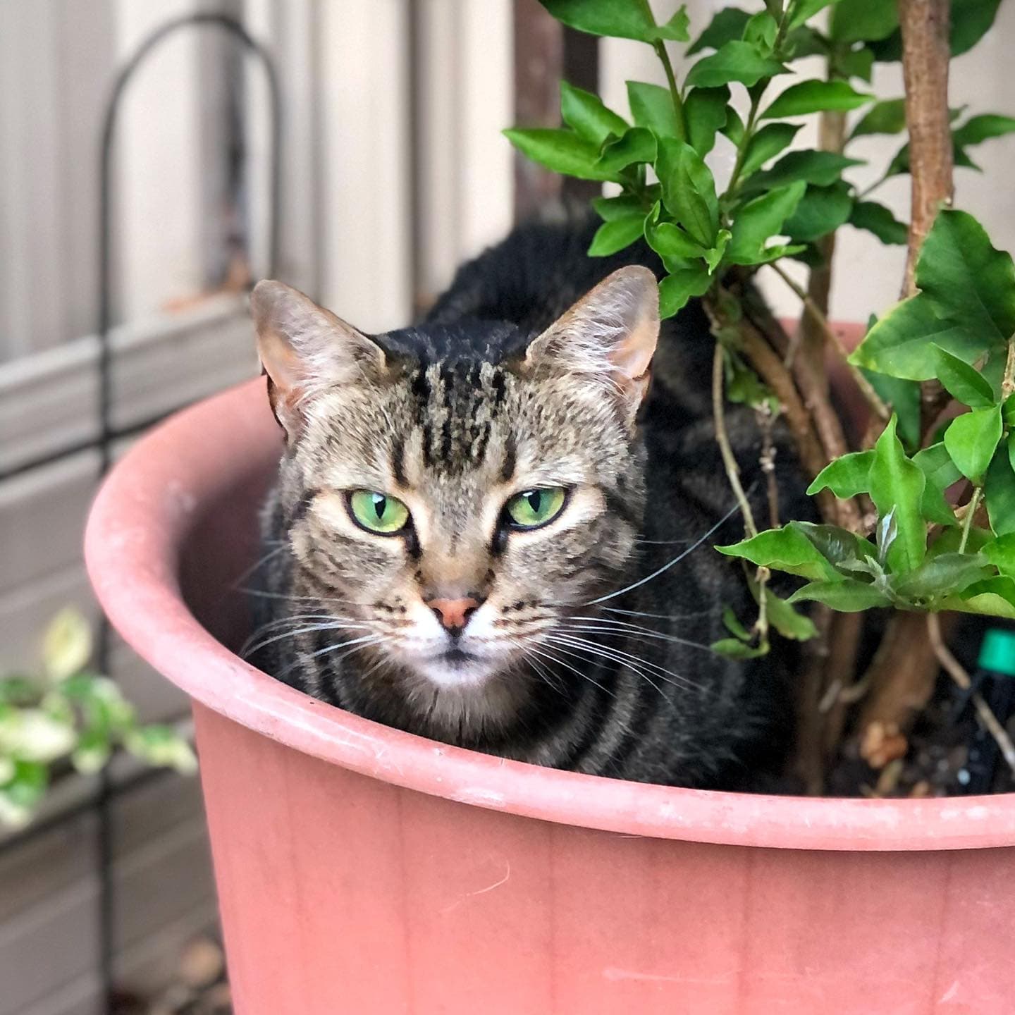 Coraline - Domestic Shorthair cat available for adoption at Perth Rescue Angels in Perth
