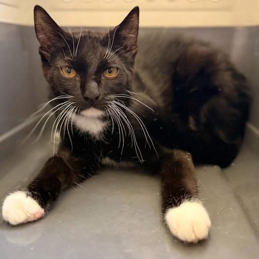Tom - Domestic Shorthair cat available for adoption at Perth Rescue Angels in Perth