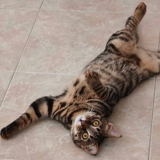 Finn - Domestic Shorthair cat available for adoption at Perth Rescue Angels in Perth
