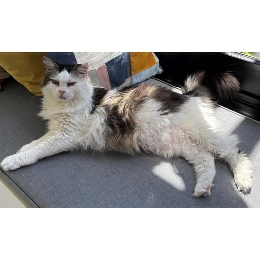 Juzzy - Domestic Medium Hair cat available for adoption at Perth Rescue Angels in Perth