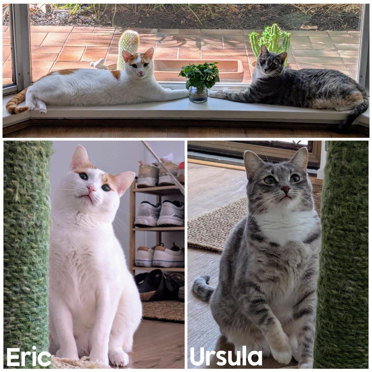 Ursula & Eric - Domestic Shorthair cat available for adoption at Perth Rescue Angels in Perth