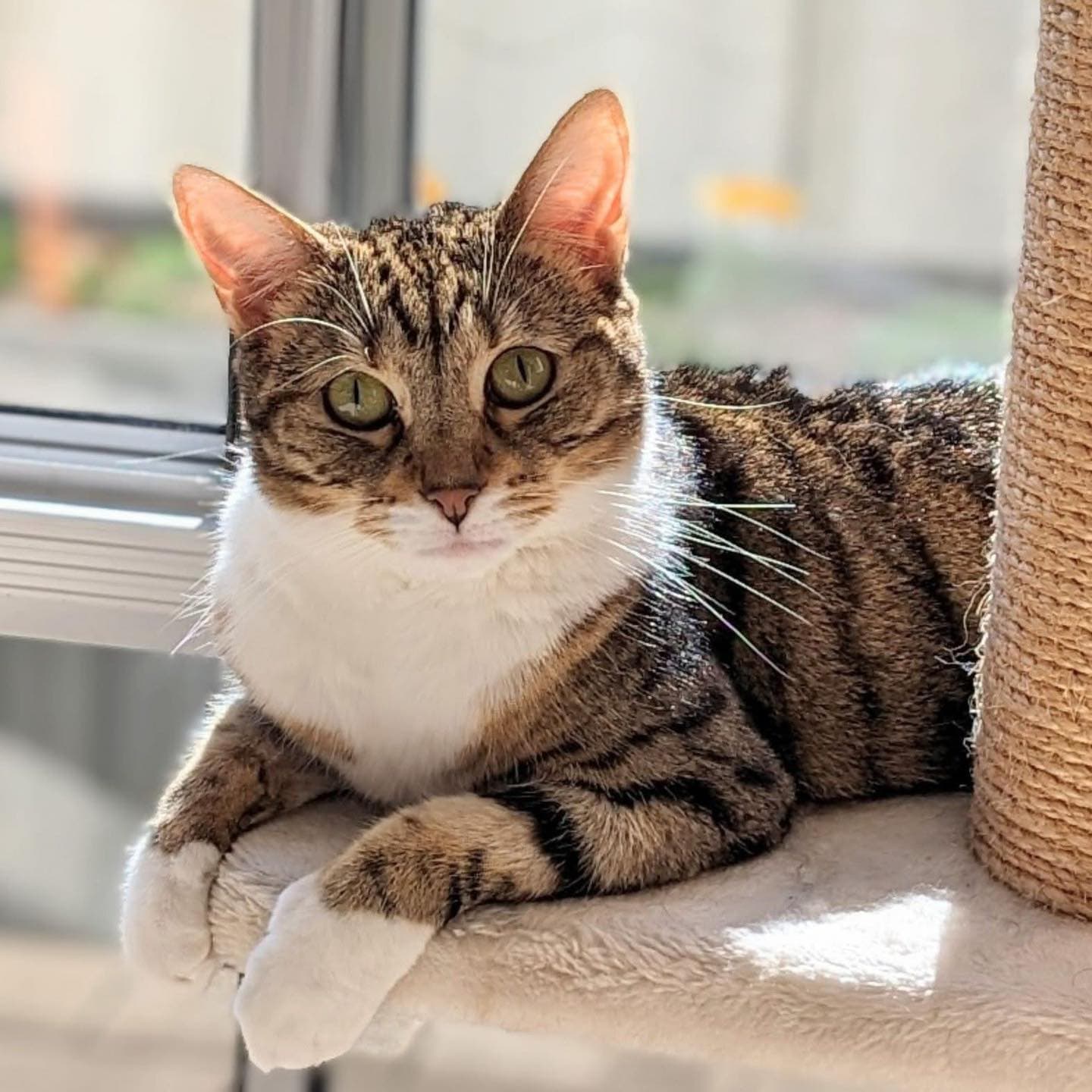 Summer - Domestic Shorthair cat available for adoption at Perth Rescue Angels in Perth