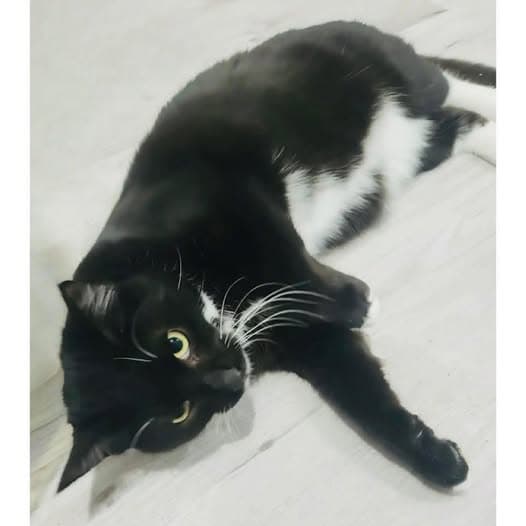 Churro - Domestic Shorthair cat available for adoption at Perth Rescue Angels in Perth