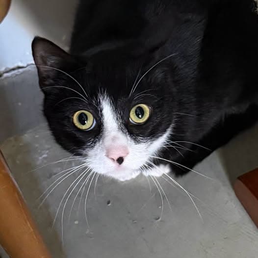Lyle - Domestic Shorthair cat available for adoption at Perth Rescue Angels in Perth
