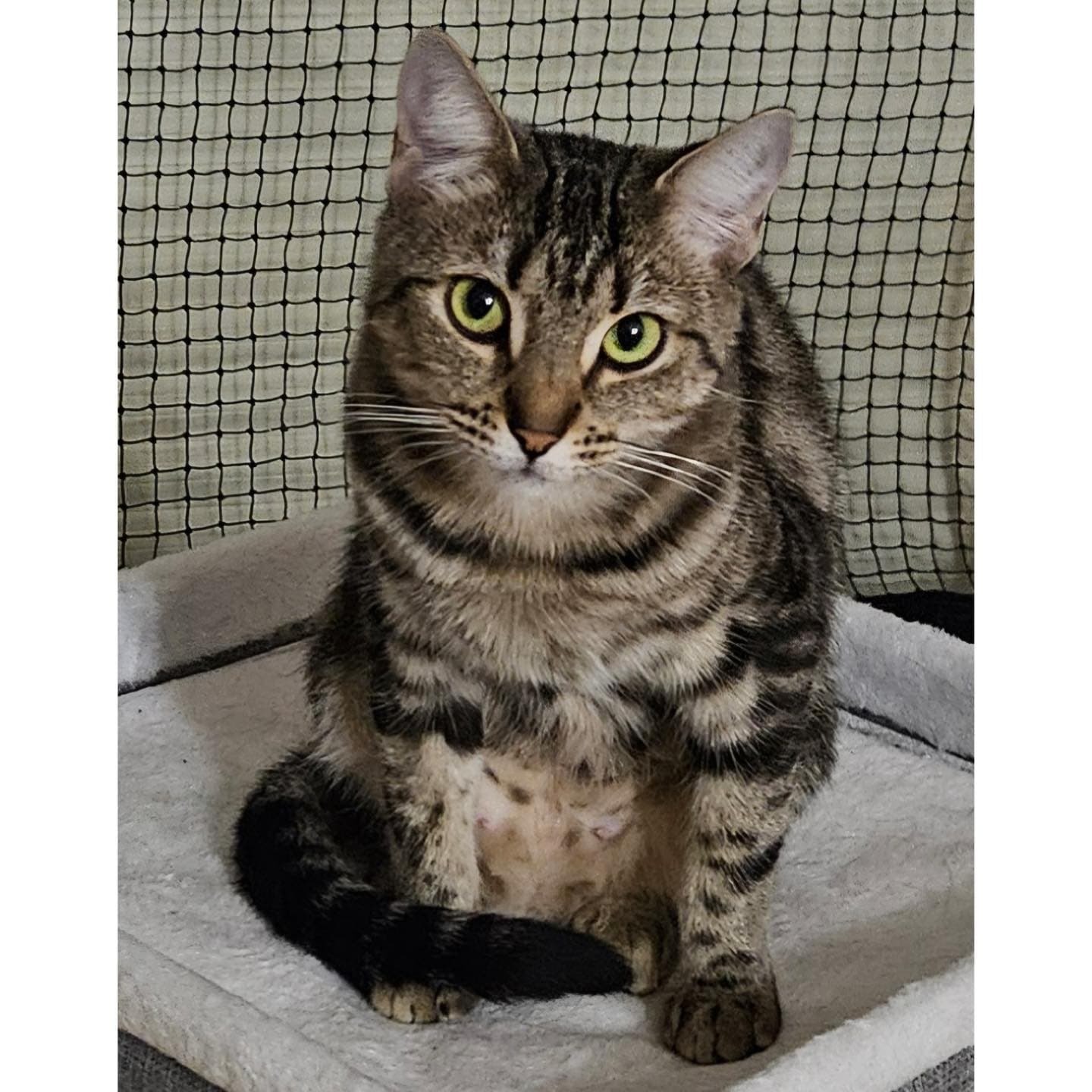 Celia - Domestic Shorthair cat available for adoption at Perth Rescue Angels in Perth