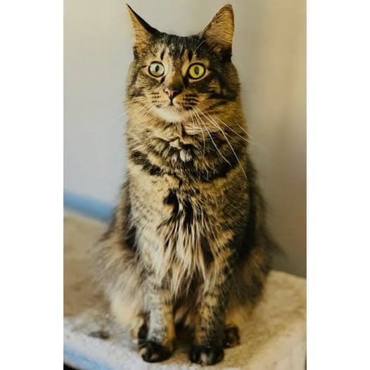 Rex - Domestic Medium Hair cat available for adoption at Perth Rescue Angels in Perth