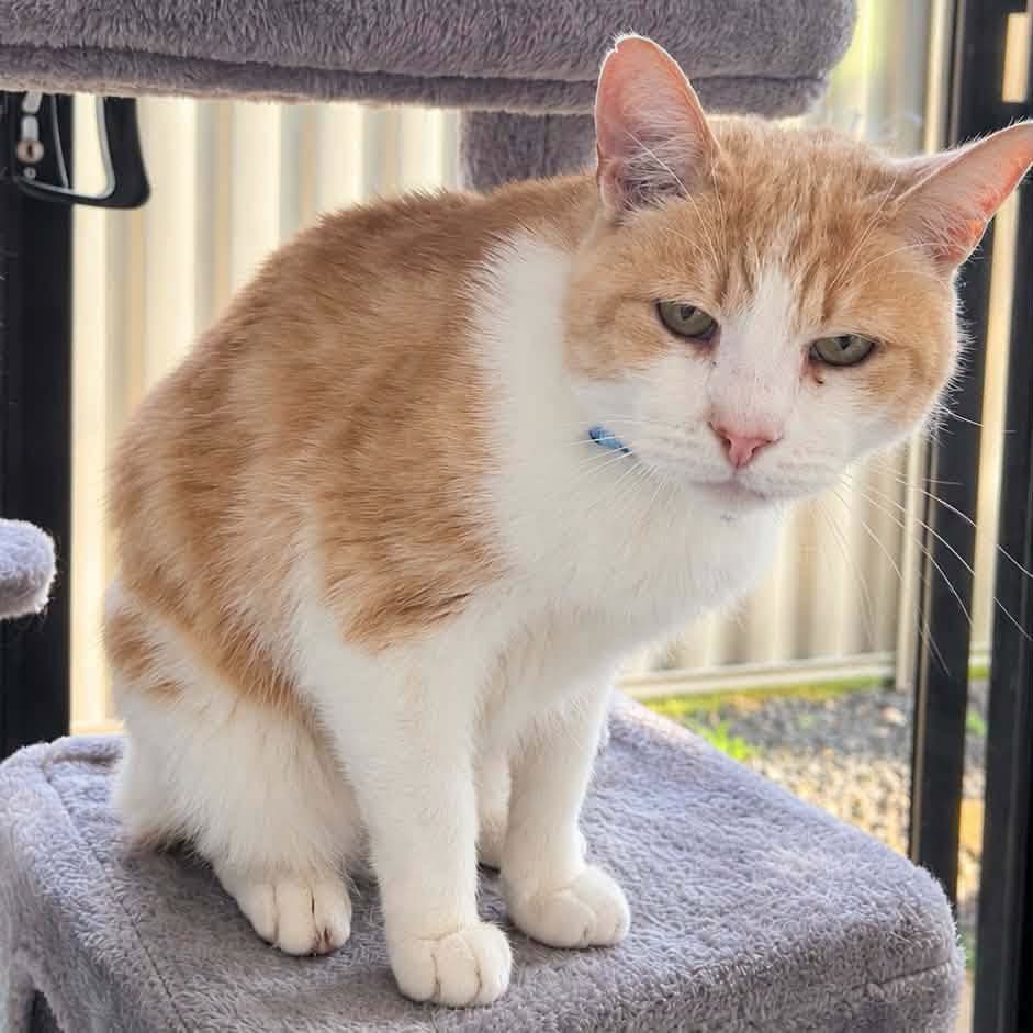 Thomas - Domestic Shorthair cat available for adoption at Perth Rescue Angels in Perth