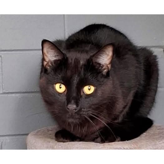 Hehemeow - Domestic Shorthair cat available for adoption at Perth Rescue Angels in Perth