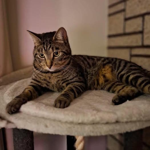 Domingo - Domestic Shorthair cat available for adoption at Perth Rescue Angels in Perth