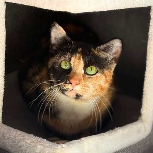 Star - Domestic Shorthair cat available for adoption at Perth Rescue Angels in Perth