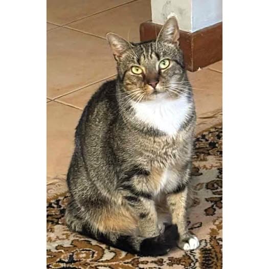 Ziggy Stardust - Domestic Shorthair cat available for adoption at Perth Rescue Angels in Perth