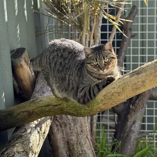 Hazel - Domestic Shorthair cat available for adoption at Perth Rescue Angels in Perth