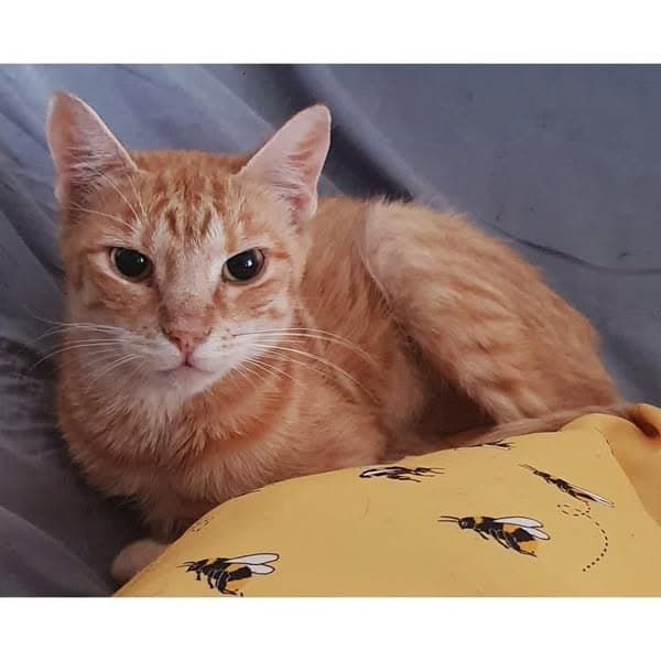 Arden - Domestic Shorthair cat available for adoption at Perth Rescue Angels in Perth