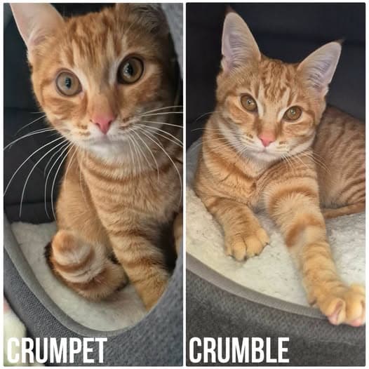 Crumpet - Domestic Shorthair cat available for adoption at Perth Rescue Angels in Perth