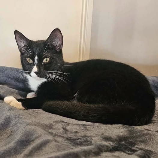 Kennedy - Domestic Shorthair cat available for adoption at Perth Rescue Angels in Perth