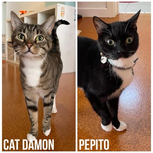 Pepito & Cat Damon - Domestic Shorthair cat available for adoption at Perth Rescue Angels in Perth