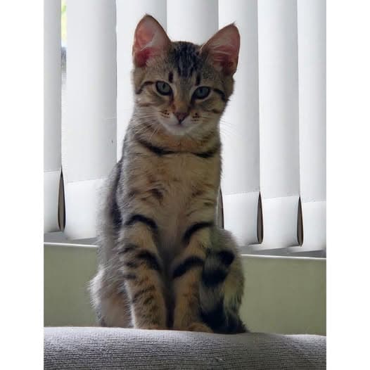 AJ - Domestic Shorthair cat available for adoption in Perth
