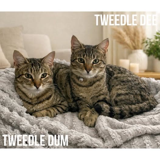Tweedle Dee & Tweedle Dum - Domestic Shorthair cat available for adoption at Perth Rescue Angels in Perth